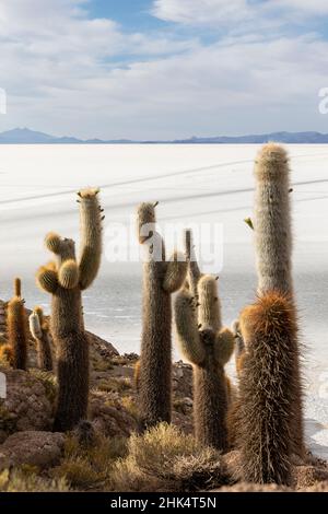 Ein Wald mit riesigen Kardaktus (Echinopsis atacamensis), der auf der Isla Incahuasi, auf dem Salar de Uyuni, Bolivien, Südamerika wächst Stockfoto