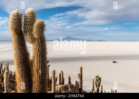 Ein Wald mit riesigen Kardaktus (Echinopsis atacamensis), der auf der Isla Incahuasi, auf dem Salar de Uyuni, Bolivien, Südamerika wächst Stockfoto