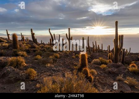 Ein Wald von riesigen Kardaktus (Echinopsis atacamensis) bei Sonnenuntergang auf der Isla Incahuasi, auf dem Salar de Uyuni, Bolivien, Südamerika Stockfoto