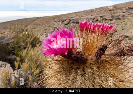 Silberne Fackel (Cleistocactus strausii), blühend in der Nähe der Salzebenen in Salar de Uyuni, Bolivien, Südamerika Stockfoto