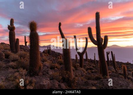 Ein Wald von riesigen Kardaktus (Echinopsis atacamensis) bei Sonnenuntergang auf der Isla Incahuasi, auf dem Salar de Uyuni, Bolivien, Südamerika Stockfoto