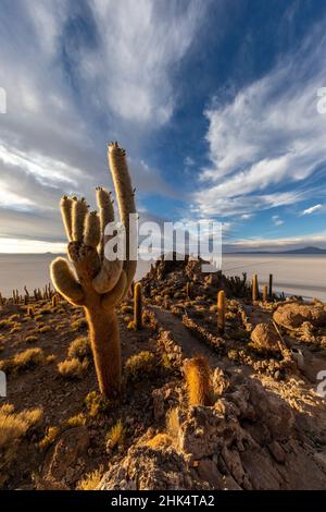 Ein Wald von riesigen Kardaktus (Echinopsis atacamensis) bei Sonnenuntergang auf der Isla Incahuasi, auf dem Salar de Uyuni, Bolivien, Südamerika Stockfoto