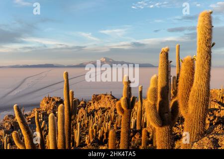 Isla Incahuasi, Salar de Uyuni, Bolivien, Südamerika Stockfoto