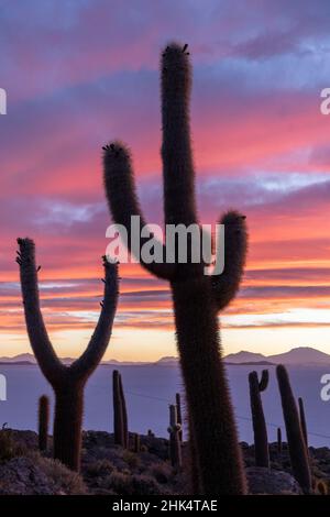 Ein Wald von riesigen Kardaktus (Echinopsis atacamensis) bei Sonnenuntergang auf der Isla Incahuasi, auf dem Salar de Uyuni, Bolivien, Südamerika Stockfoto