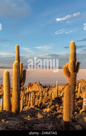 Ein Wald von riesigen Kardaktus (Echinopsis atacamensis) bei Sonnenuntergang auf der Isla Incahuasi, auf dem Salar de Uyuni, Bolivien, Südamerika Stockfoto