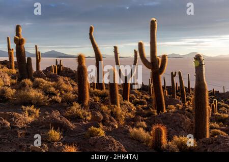 Ein Wald von riesigen Kardaktus (Echinopsis atacamensis) bei Sonnenuntergang auf der Isla Incahuasi, auf dem Salar de Uyuni, Bolivien, Südamerika Stockfoto