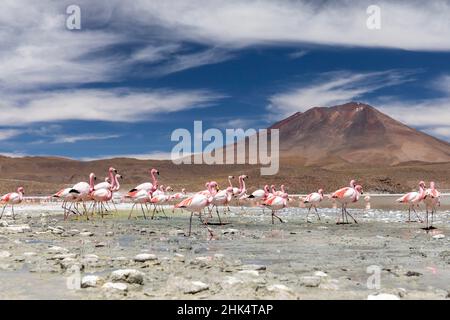 Flamingos ernähren sich in Laguna Canapa, einem endorheic Salzsee in der altiplano, Potosi Department, Bolivien, Südamerika Stockfoto