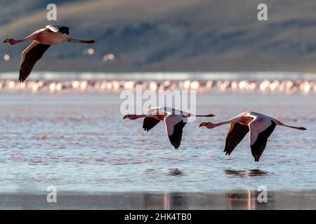 Seltene James's Flamingos (Phoenicoparrus jamesi), im Flug, Eduardo Avaroa Andenfauna National Reserve, Bolivien, Südamerika Stockfoto