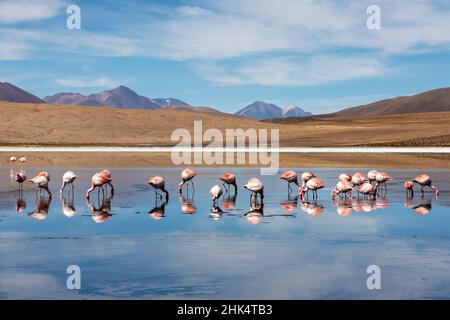 Flamingos ernähren sich in Laguna Canapa, einem endorheic Salzsee in der altiplano, Potosi Department, Bolivien, Südamerika Stockfoto