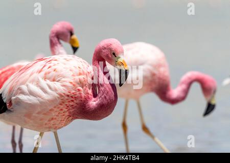 Andenflamingos (Phoenicoparrus andinus), Eduardo Avaroa Andenfauna National Reserve, Bolivien, Südamerika Stockfoto