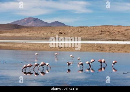 Flamingos ernähren sich in Laguna Canapa, einem endorheic Salzsee in der altiplano, Potosi Department, Bolivien, Südamerika Stockfoto