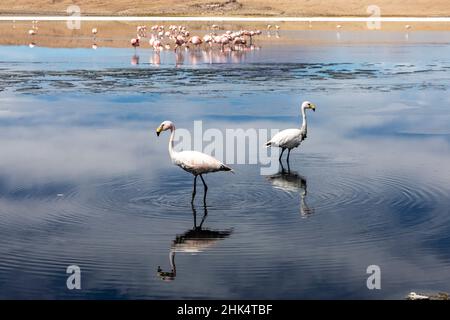 Flamingos ernähren sich in Laguna Canapa, einem endorheic Salzsee in der altiplano, Potosi Department, Bolivien, Südamerika Stockfoto