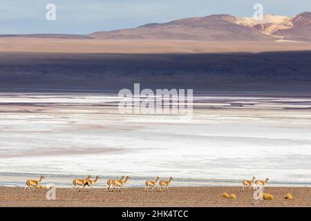 Eine Herde von Vicunas (Lama vicugna) im altiplano der hohen Anden, Bolivien, Südamerika Stockfoto