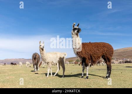 Lamas (Lama glama), füttert in der Nähe von Coqueza, einer kleinen Stadt in der Nähe des Vulkans Thunupa, Salar de Uyuni, Bolivien, Südamerika Stockfoto