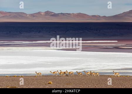 Eine Herde von Vicunas (Lama vicugna) im altiplano der hohen Anden, Bolivien, Südamerika Stockfoto