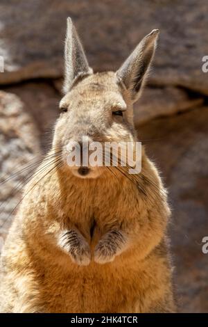 Südlicher Viscacha (Lagidium viscacia), ein Kaninchen-ähnliches Nagetier, das in bergigen Habitaten, Salar de Uyuni, Bolivien, Südamerika, gefunden wird Stockfoto