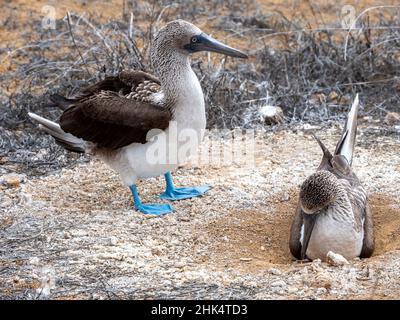 Tausch von Blaufußboobies (Sula nebouxii,) in Punta Pitt, San Cristobal Island, Galapagos, Ecuador, Südamerika Stockfoto