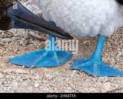 Ein erwachsener blaufüßiger Booby (Sula nebouxii), mit Fußdetails in Punta Pitt, San Cristobal Island, Galapagos, Ecuador, Südamerika Stockfoto