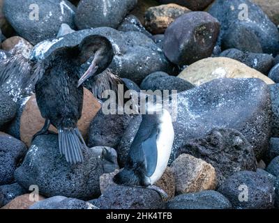 Ein juveniler Galapagos-Pinguin (Spheniscus mendiculus) mit einem flugunsen Kormoran, Isabela Island, Galapagos, Ecuador, Südamerika Stockfoto