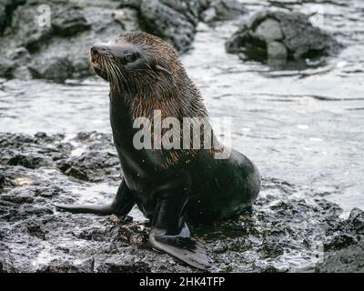 Eine Erwachsene Galapagos-Robbe (Arctocephalus galapagoensis), Santiago Island, Galapagos, Ecuador, Südamerika Stockfoto