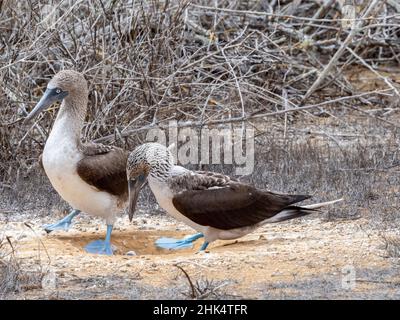 Tausch von Blaufußboobies (Sula nebouxii,) in Punta Pitt, San Cristobal Island, Galapagos, Ecuador, Südamerika Stockfoto