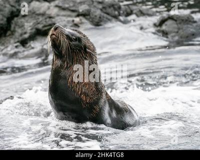 Eine Erwachsene Galapagos-Robbe (Arctocephalus galapagoensis), Santiago Island, Galapagos, Ecuador, Südamerika Stockfoto