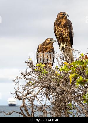 Ein Paar junger Galapagos-Falken (Buteo galapagoensis), Rabida Island, Galapagos, Ecuador, Südamerika Stockfoto