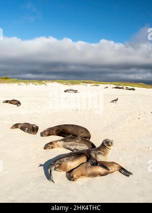 Galapagos Seelöwen (Zalophus wollebaeki), am Strand in Cerro Brujo, Insel San Cristobal, Galapagos, Ecuador, Südamerika Stockfoto