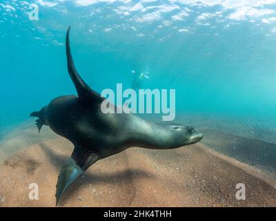 Ausgewachsene Galapagos-Seelöwen (Zalophus wollebaeki) unter Wasser auf der Insel Rabida, Galapagos, Ecuador, Südamerika Stockfoto