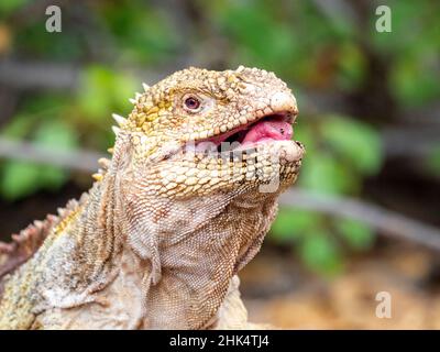 Erwachsene Galapagos Land-Leguan (Conolophus subcristatus), Fütterung in Urbina Bay, Isabela Island, Galapagos, Ecuador, Südamerika Stockfoto