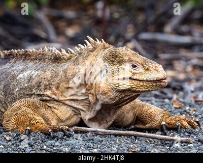 Ausgewachsene Galapagos Land-Leguan (Conolophus subcristatus), die in der Urbina Bay, Isabela Island, Galapagos, Ecuador, Südamerika, fressen Stockfoto