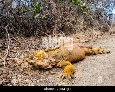 Erwachsene Galapagos Land-Leguan (Conolophus subcristatus), Fütterung in Urbina Bay, Isabela Island, Galapagos, Ecuador, Südamerika Stockfoto