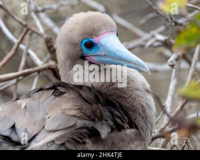 Ein erwachsener Rotfußbooby (Sula sula), auf dem Nest in Punta Pitt, Insel San Cristobal, Galapagos, Ecuador, Südamerika Stockfoto