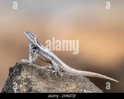 Eine Erwachsene Lavaeidechse von San Cristobal (Microlophus bivittatus), Punta Pitt auf der Insel San Cristobal, Galapagos, Ecuador, Südamerika Stockfoto