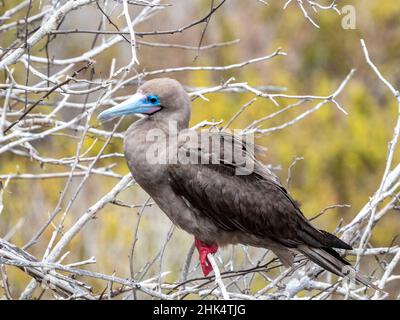 Ein erwachsener Rotfußbooby (Sula sula), auf dem Nest in Punta Pitt, Insel San Cristobal, Galapagos, Ecuador, Südamerika Stockfoto