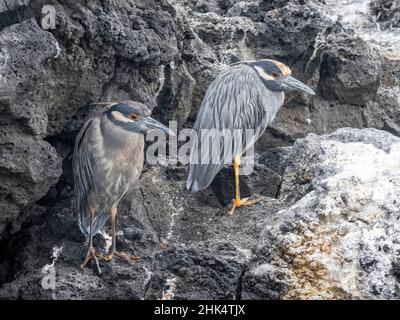 Ein Paar erwachsener, gelber Nachtreiher (Nyctanassa violacea), Puerto Egas, Santiago Island, Galapagos, Ecuador, Südamerika Stockfoto