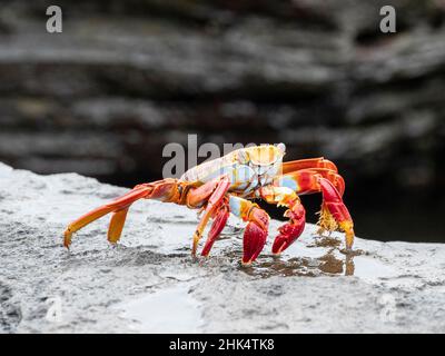 Eine Erwachsene Sally lightfoot Krabbe (Grapsus grapsus), in Puerto Egas, Santiago Island, Galapagos, Ecuador, Südamerika Stockfoto