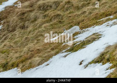 Laufender Hase (Lepus timidus), Glen Sheer, Schottland Stockfoto