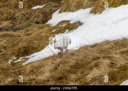 Laufender Hase (Lepus timidus), Glen Sheer, Schottland Stockfoto
