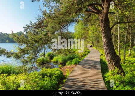 Riedsee im Hochmoor Wurzacher Ried, Bad Wurzach, Oberschwaben, Baden-Württemberg, Deutschland, Europa Stockfoto