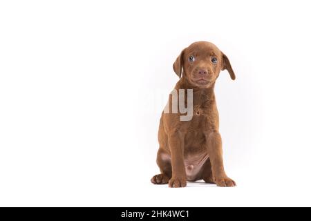 Patterdale Terrier Welpe sitzt auf weißem Hintergrund Stockfoto