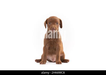 Patterdale Terrier Welpe sitzt auf weißem Hintergrund Stockfoto