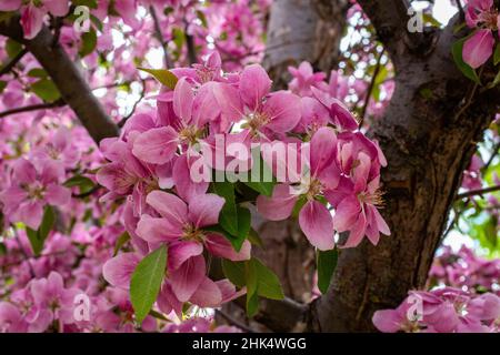 Im Frühjahr blüht auf einem Ast eine hübsche rosa Krebspe. Stockfoto