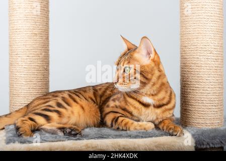 Golden Bengal Katze ruht auf Katzenmöbeln und schaut zur Seite. Stockfoto