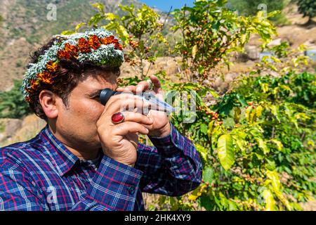 Der traditionell gekleidete Mann des Stammes der Qahtani-Blumenmänner in den Kaffeepflanzen untersucht die Kaffeebohnen, die Asir-Berge, das Königreich Saudi-Arabien Stockfoto