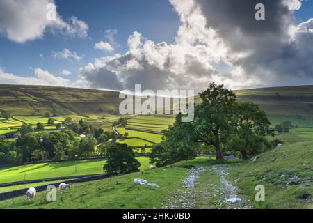 Schafe weiden und entfernte Trockenmauern um Arncliffe Village in Littondale, dem Yorkshire Dales National Park, Yorkshire, England Stockfoto