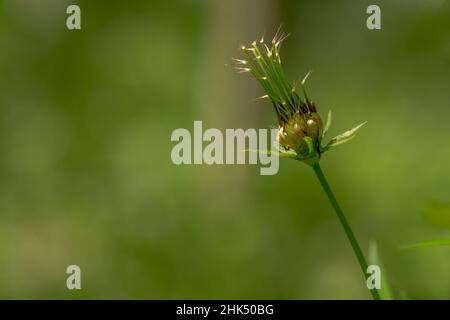 Cosmos Pflanze mit rosa Blüten mit einer gelben Spitze, weißes Zentrum, nach der Blüte wird es in schwarze Samen verwandeln Stockfoto