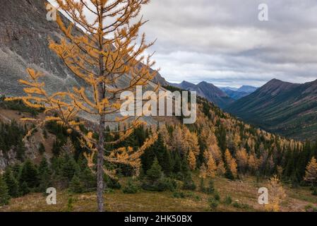 Blick auf die kanadischen Rockies mit herbstlichen Lärchen vom Ptarmigan Cirque Trail in der Nähe des Peter Lougheed Provincial Park, Kananaskis, Alberta, Kanada Stockfoto