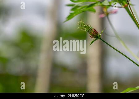 Cosmos Pflanze mit rosa Blüten mit einer gelben Spitze, weißes Zentrum, nach der Blüte wird es in schwarze Samen verwandeln Stockfoto