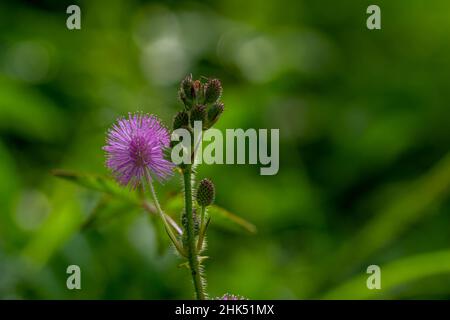 Die rosa Blüten von Shameplant sind kugelförmig mit gelben faserigen Spitzen, der Hintergrund der Blätter und das Sonnenlicht sind verschwommen Stockfoto